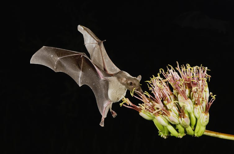 A bat hovers by a large flower as it feeds on nectar.