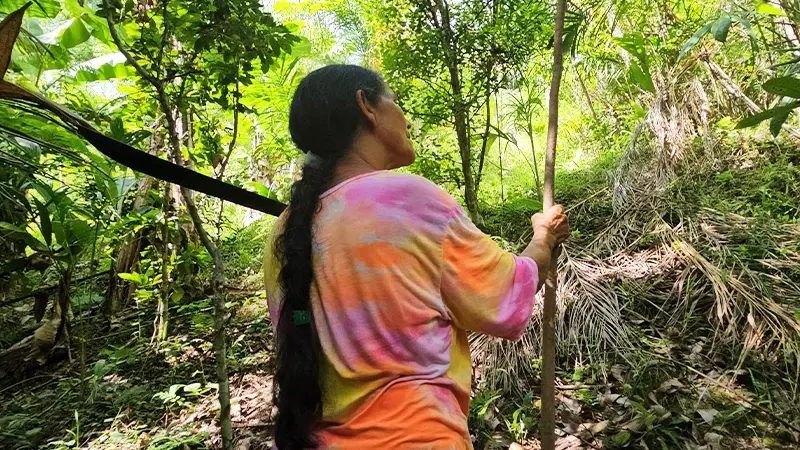 Dona Claresdina on her way to harvest lychees in the agroforest surrounding her home. Photo: João Ambrósio / O Joio e O Trigo. Used with permission.