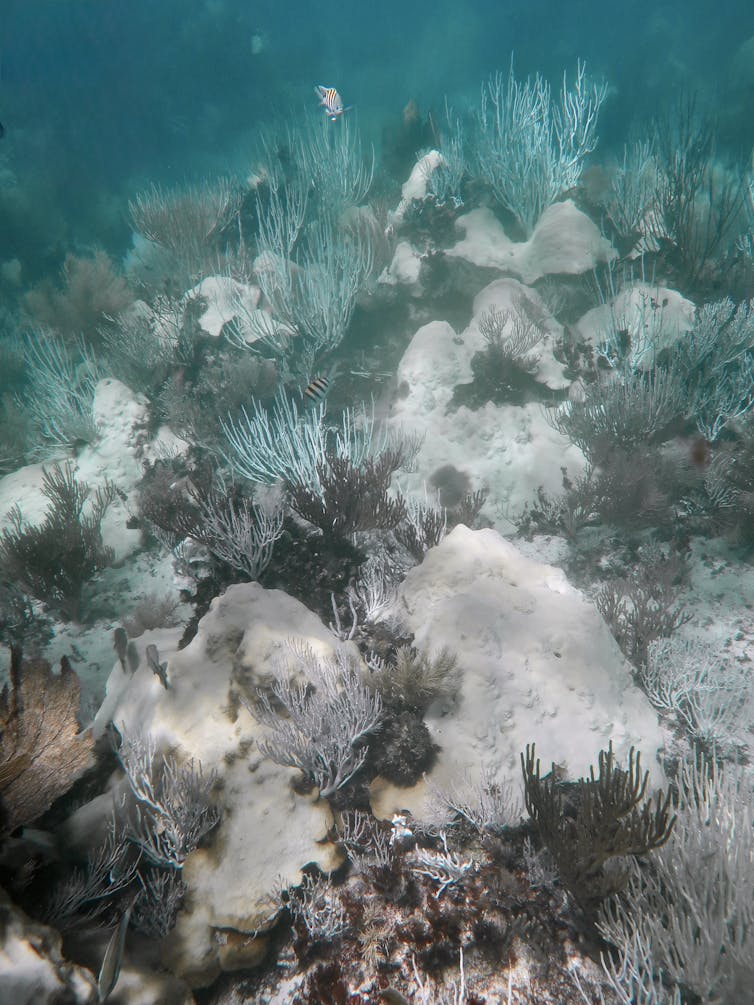 Examples of bleached corals in Puerto Morelos, Mexico.