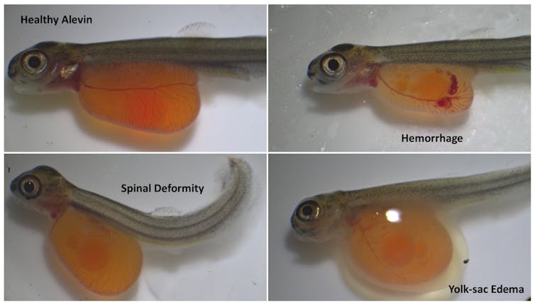 four images of alevin with yolk sacs. One is healthy, the other three exhibit various deformities like a twisted tail and yolk edema.