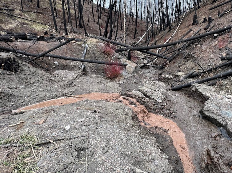 Erosion damage and burned trees in a forested area