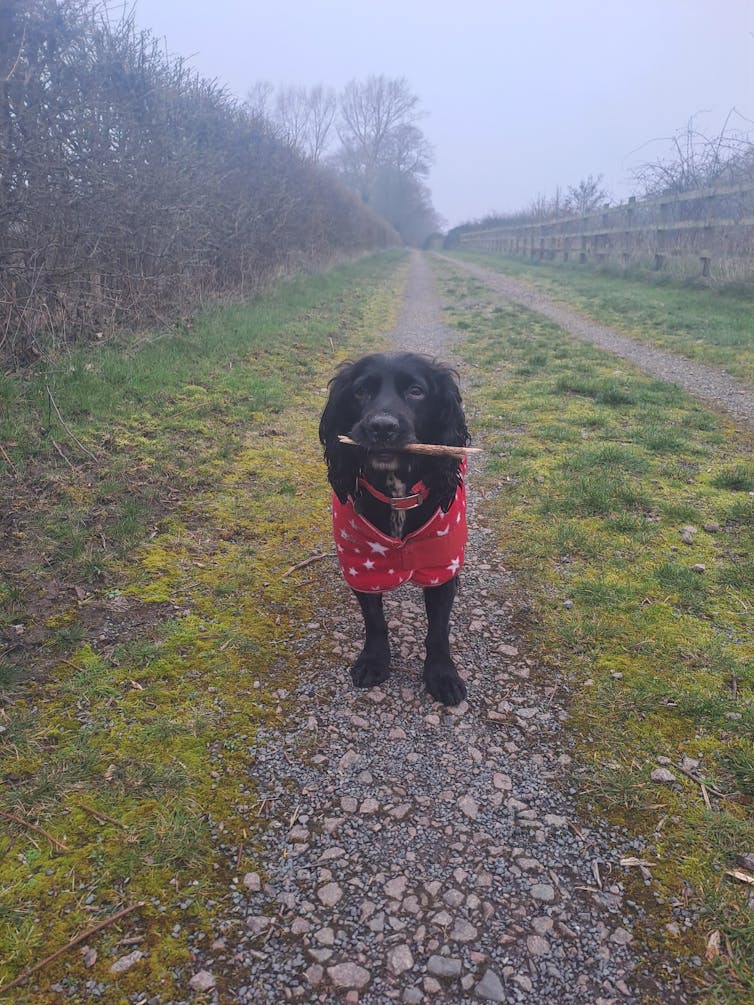 Black spaniel in red jacket carrying a stick