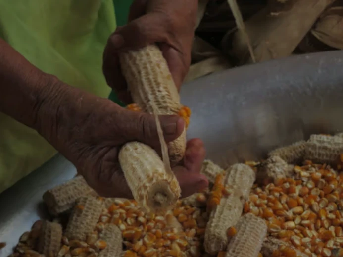 Shelling corn grown on Chiquitano land. Photo by Eliana Peña Choré; used with permission.