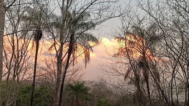 The Chiquitano Forest in the dry season. Photo by Mary Luz Guzman for Muy Waso; used with permission. 