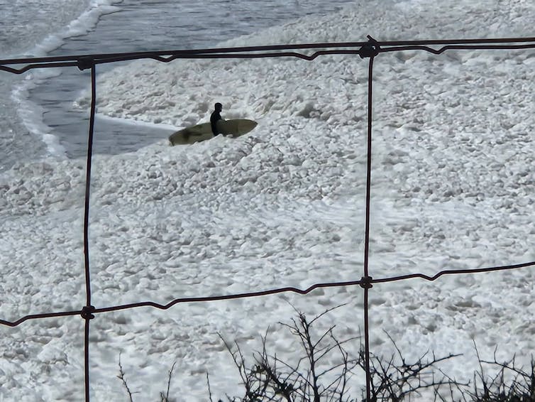 A surfer wades through sea foam caused by algal bloom.