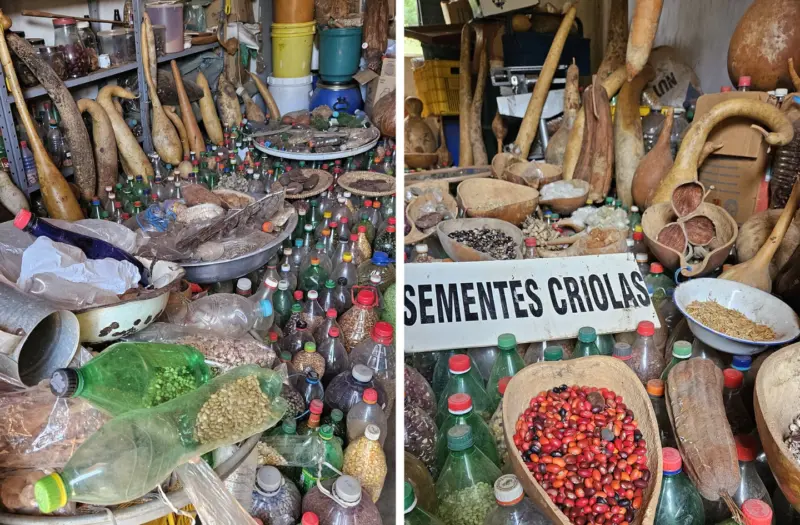 In Geraldo Gomes’s seed house, shelves hold jars and plastic bottles filled with hundreds of seeds in many colors and sizes. Photos by Denise Matsumoto. Used with permission.