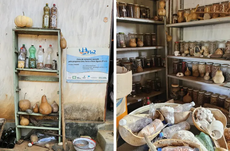In Geraldo Gomes’s seed house, shelves hold jars and plastic bottles filled with hundreds of seeds in many colors and sizes.