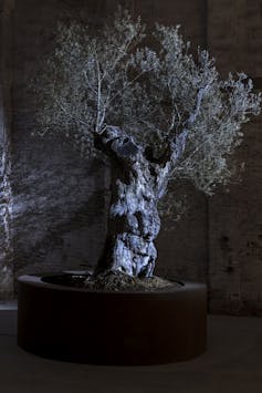 The olive tree on display, lit by a cool white light.