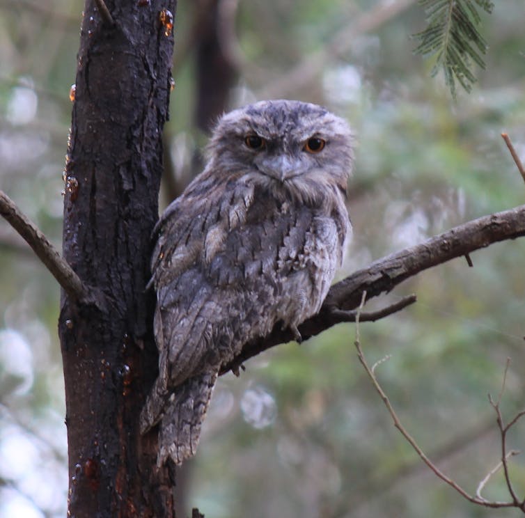 A brown and grey-feathered tawny frogmouth peers down from a tree.