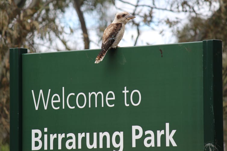 A kookaburra sits on the welcome sign at Birrarung Park.