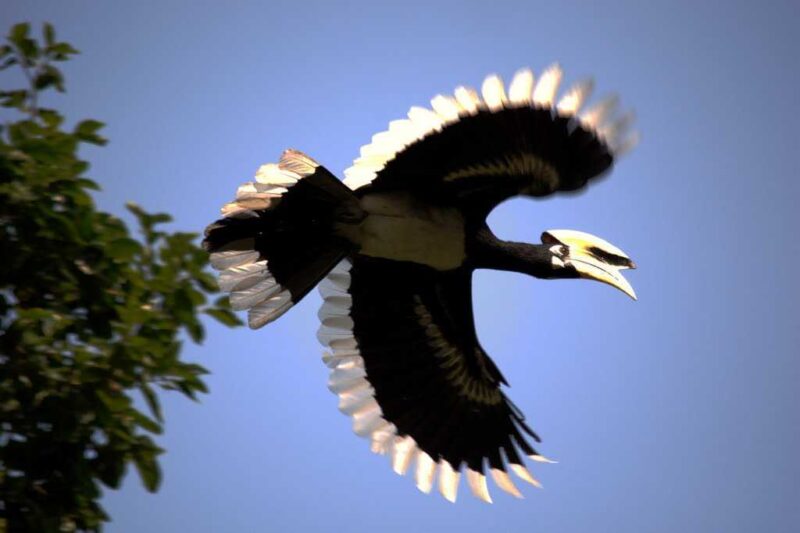 An oriental pied hornbill in flight at Kaziranga National Park, Assam, India. Photo by Ameya Nagarajan, used with permissio