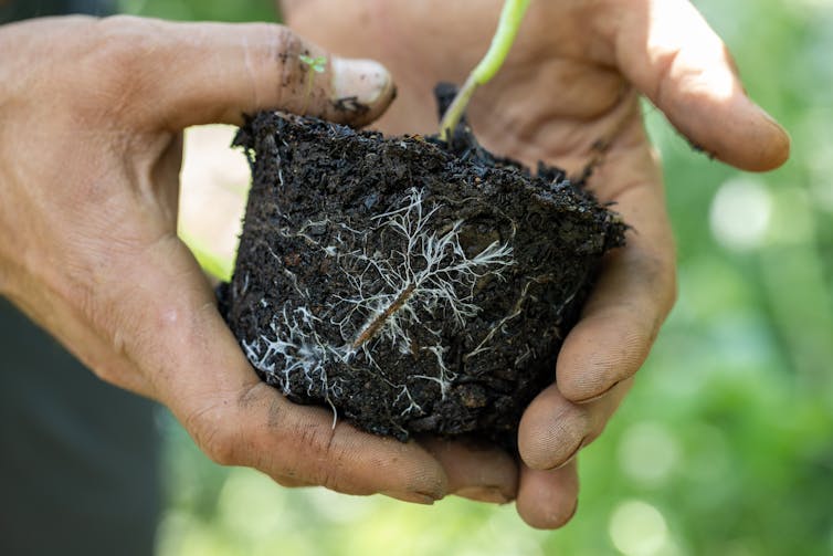 hands holding small plant with soil, roots and fungi