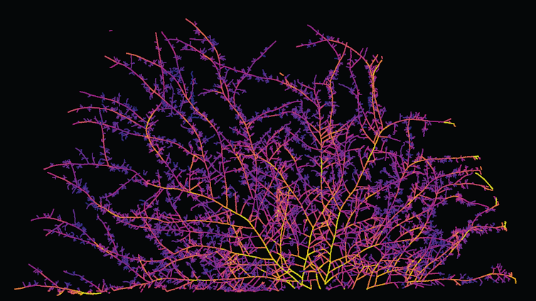 Pink fungal networks on black background