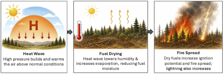 How heat waves exacerbate wildfire risk.