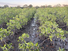 Mangrove swamp trees about knee high grow in rows on some land where a forest is being regenerated.