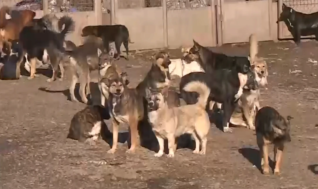 Stray dogs at an animal shelter in Kazakhstan. 