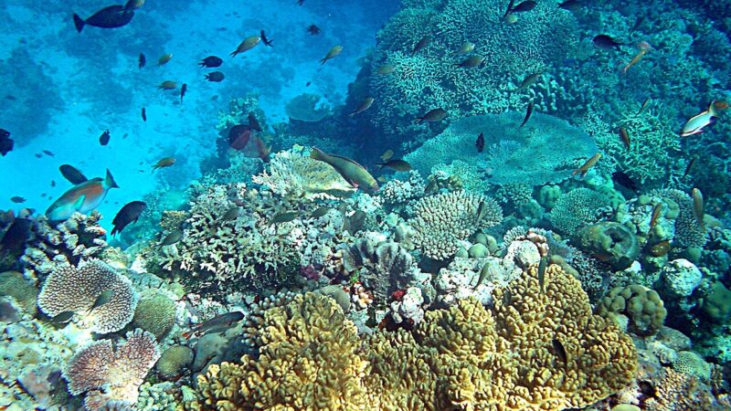 Coral reefs in Papua New Guinea.