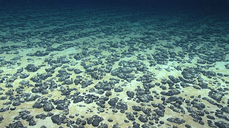 An underwater image of the seabed showing thousands of small dark stones that are roughly spheroid but with a bumpy surface.