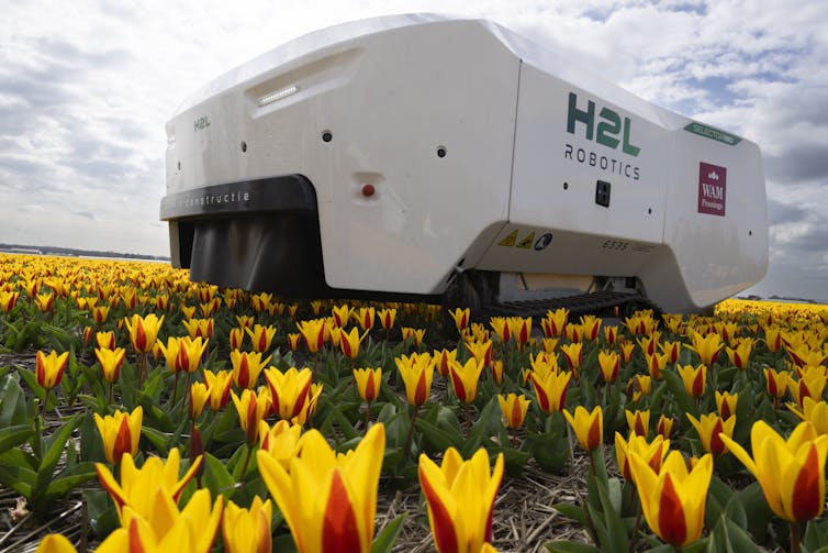A huge white machine looms over a field of yellow tulips