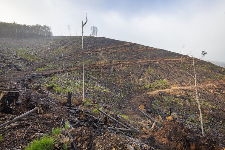 A bare hill of clearfelled forest near Mt Matlock in Victoria.