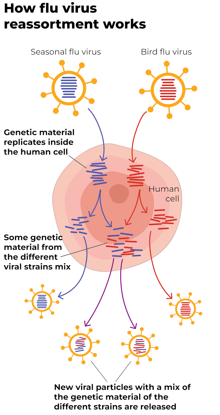 How flu virus reassortment works, showing a cell and virus RNA