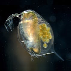 A close-up image of a see-through water creature with eggs inside.