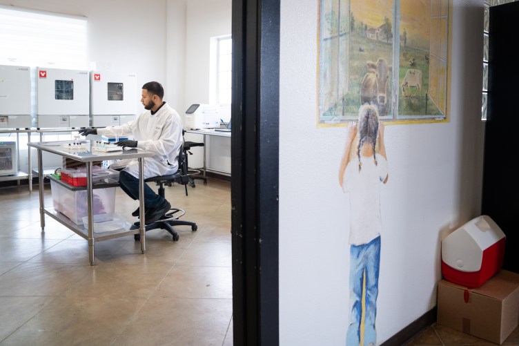 A lab technician in a white coat works at a metal table, viewed past a wall with a mural of a child looking at cows.