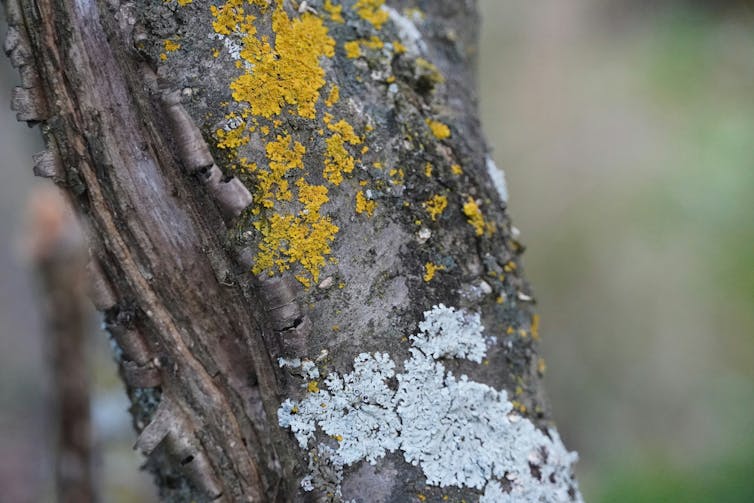 A tree trunk is shown with different types of lichen growing on it.