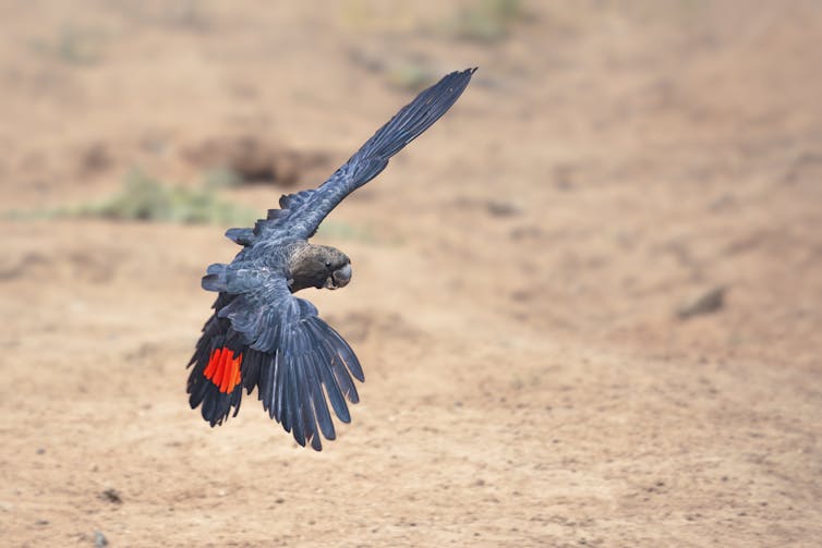 A rare, wild glossy black cockatoo in flight.