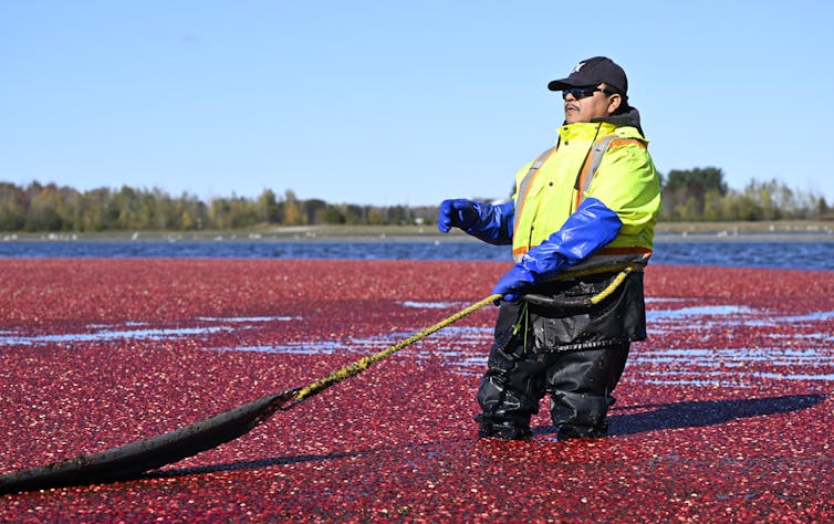 A worker stands knee-deep in a cranberry bog
