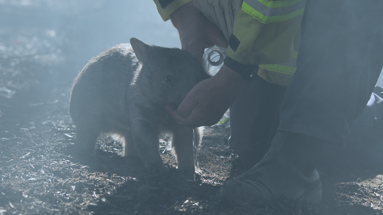 smoky woodland scene, firefighter kneeling next to baby wombat with plastic bottle of water to drink