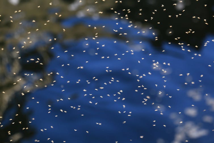 A cloud of mosquitoes above a pond.