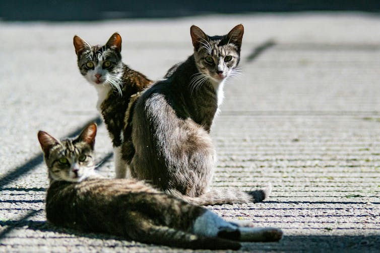 Three grey cats.