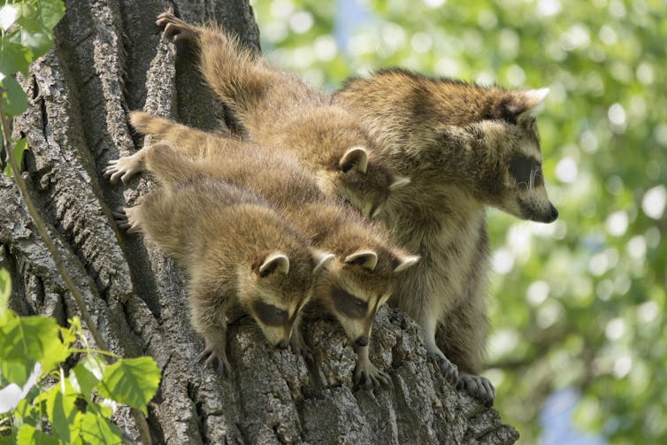 Family of raccoons perched in a tree, looking down