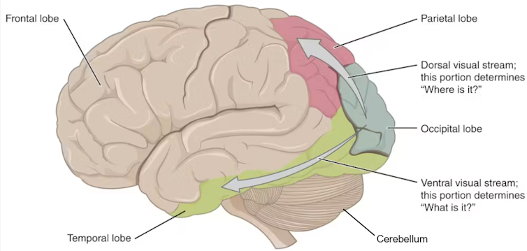 Illustration of a human brain showing its two visual streams.