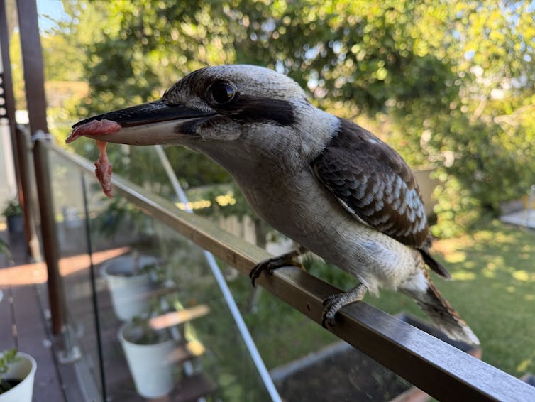 A kookaburra holding a scrap of meat in a suburban backyard.