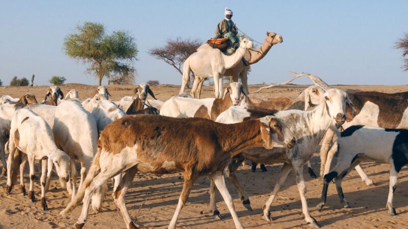 Ibrahim says AI has the potential to support, rather than replace, Indigenous peoples’ knowledge. She gives a positive example in Chad, where participatory mapping, satellite data and predictive AI tools have helped anticipate drought and protect herders’ migration routes.