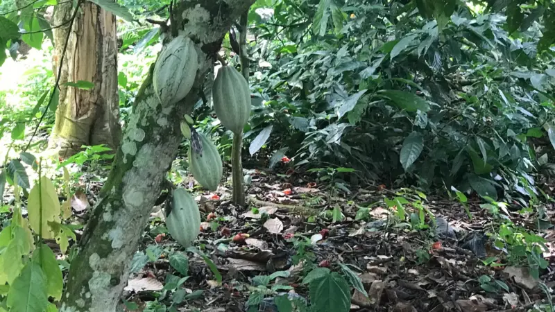Cocoa tree