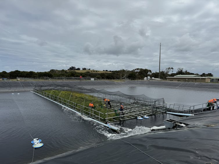 The floating wetland with workers monitoring the plants.