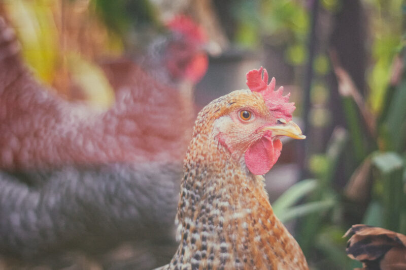 A chicken. Photo by David Goehring, CC BY 2.0.