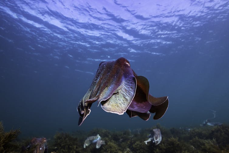 A giant cuttlefish stares at the camera.