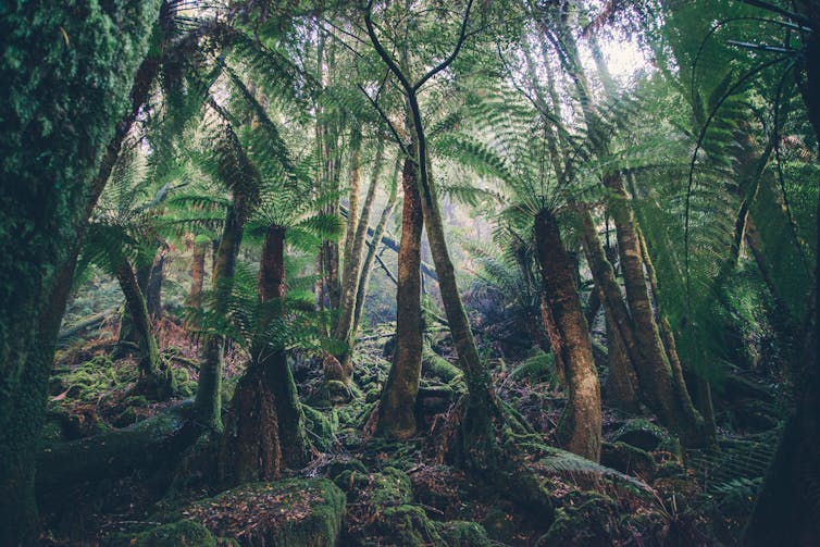 An image of an Australian rainforest with towering tree ferns.