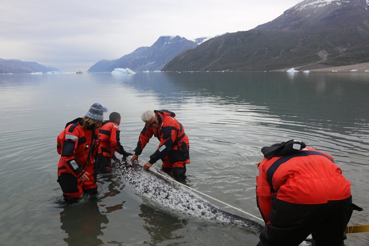 People with narwhal