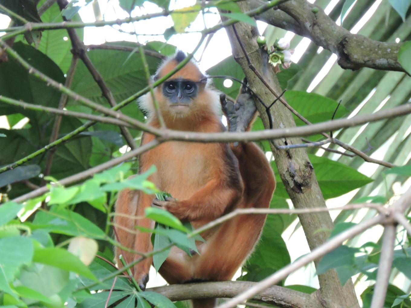 Red langur