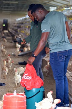 The author and other researchers standing inside a chicken farm, looking at plastic containers full of chicken food.