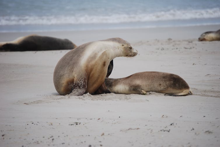 Two Australian sea lions on a sandy beach in South Australia.