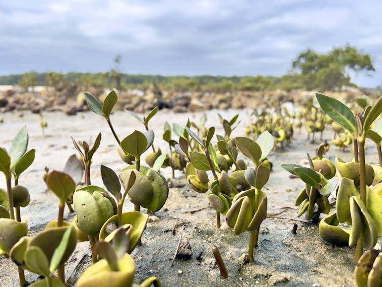 Close-up view of mangrove seedlings growing in a coastal environment.