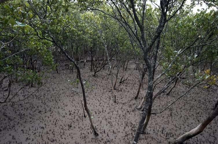 A mangrove forest at low tide.