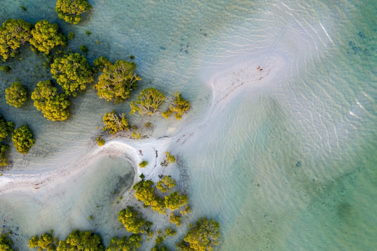 An aerial view of a beach with a mangrove forest at low tide.