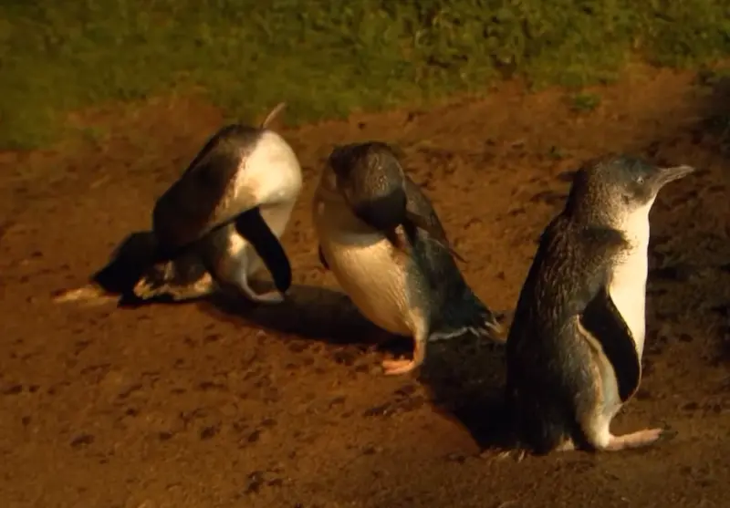 Little penguins vaccinations